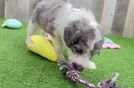 Mini Aussiedoodle Puppy for Adoption