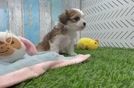 Cavachon Puppy for Adoption