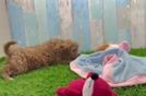 Happy Cavapoo Baby