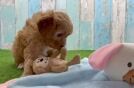 Adorable Cavalier King Charles Spaniel and Poodle Mix Poodle Mix Puppy