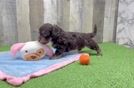 Mini Doxiedoodle Puppy for Adoption