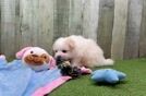 Meet Franco - our Pomachon Puppy Video