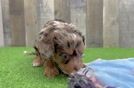 Cavapoo Pup Being Cute