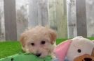 Smart Maltipoo Poodle Mix Pup