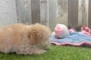 Meet Ursula - our Maltipoo Puppy Video
