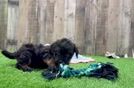 Popular Mini Bernedoodle Poodle Mix Pup