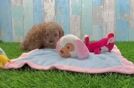 Cavapoo Puppy for Adoption