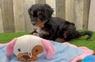 Meet Ricochet - our Mini Bernedoodle Puppy Video