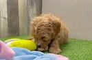 Cavapoo Pup Being Cute