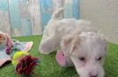 Maltipoo Puppy for Adoption