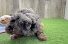 Cute Pudle Purebred Puppy