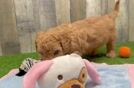 Best Mini Goldendoodle Baby