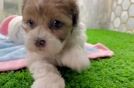 Shih Poo Puppy for Adoption