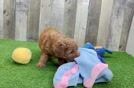 Best Cavapoo Baby