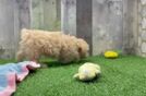 Maltipoo Pup Being Cute