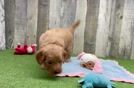 Mini Goldendoodle Puppy for Adoption