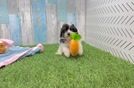 Cavapoo Pup Being Cute