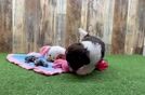 Havanese Pup Being Cute
