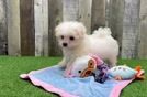 Funny Maltese Purebred Pup