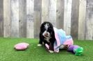 Meet Jasmin - our Mini Bernedoodle Puppy Video