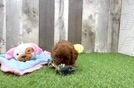 Meet Fergie - our Cavapoo Puppy Video