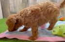 Friendly Cavapoo Baby