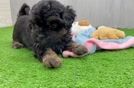 Shih Poo Puppy for Adoption