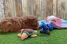 Meet Iris - our Cavapoo Puppy Video