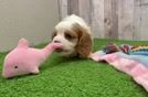 Best Cavalier King Charles Spaniel Baby