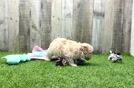 Meet Barkin - our Maltipoo Puppy Video