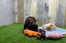 Cockapoo Puppy for Adoption