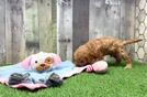 Meet Walker - our Cavapoo Puppy Video