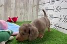 Cute Doxie Purebred Puppy