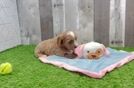 Cavapoo Pup Being Cute