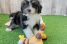 Mini Aussiedoodle Pup Being Cute