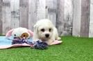 Bichon Frise Pup Being Cute