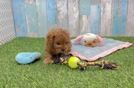 Cavapoo Pup Being Cute