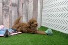Happy Maltipoo Baby