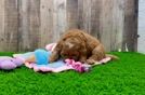 Meet Winnie - our Cavapoo Puppy Video