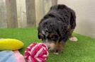 Meet Aisha - our Mini Bernedoodle Puppy Video