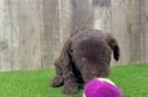 Energetic Cavoodle Poodle Mix Puppy