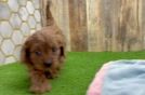 Best Cavapoo Baby