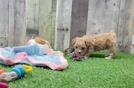 Meet Peggy - our Maltipoo Puppy Video