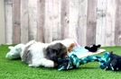Playful Cavapoodle Poodle Mix Puppy