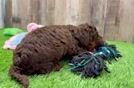 Mini Bernedoodle Pup Being Cute