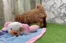 Meet Belle - our Mini Irish Doodle Puppy Video