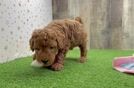 Happy Mini Goldendoodle Baby