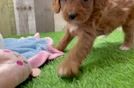 Cavapoo Puppy for Adoption