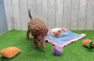 Cavapoo Pup Being Cute
