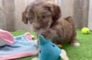 Small Shih Poo Baby